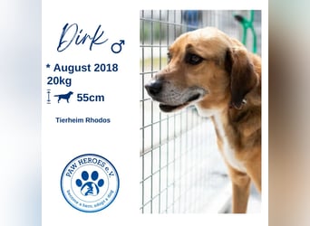 Sanfter und anhänglicher Rüde DIRK sucht eine Familie