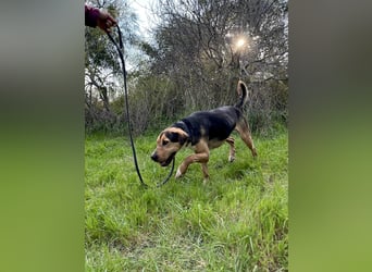 Treue Seele und klasse Junghund BUDDY sucht eine Familie