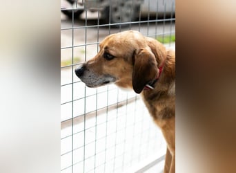 Sanfter und anhänglicher Rüde DIRK sucht eine Familie