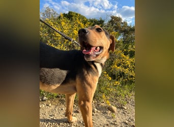 Treue Seele und klasse Junghund BUDDY sucht eine Familie