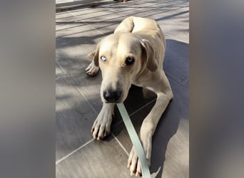 Der ruhige und schöne mit den unglaublich blauen Augen SKY sucht ein Zuhause