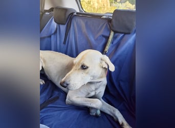 Der ruhige und schöne mit den unglaublich blauen Augen SKY sucht ein Zuhause