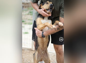 Treue Seele und klasse Junghund BUDDY sucht eine Familie