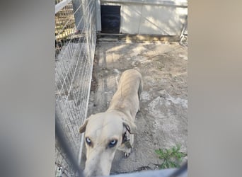 Der ruhige und schöne mit den unglaublich blauen Augen SKY sucht ein Zuhause