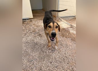 Treue Seele und klasse Junghund BUDDY sucht eine Familie