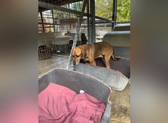 Sanfter und anhänglicher Rüde DIRK sucht eine Familie