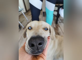 Der ruhige und schöne mit den unglaublich blauen Augen SKY sucht ein Zuhause