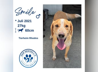 Super fröhlicher Mischlingsrüde SMILE sucht ein Zuhause!