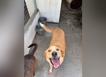 Super fröhlicher Mischlingsrüde SMILE sucht ein Zuhause!