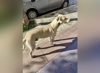 Der ruhige und schöne mit den unglaublich blauen Augen SKY sucht ein Zuhause