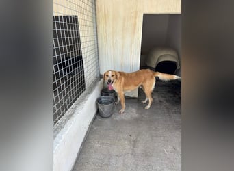Super fröhlicher Mischlingsrüde SMILE sucht ein Zuhause!
