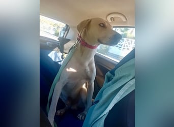 Der ruhige und schöne mit den unglaublich blauen Augen SKY sucht ein Zuhause