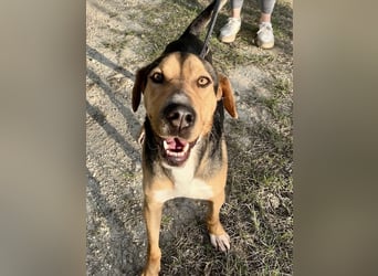 Treue Seele und klasse Junghund BUDDY sucht eine Familie