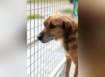 Sanfter und anhänglicher Rüde DIRK sucht eine Familie