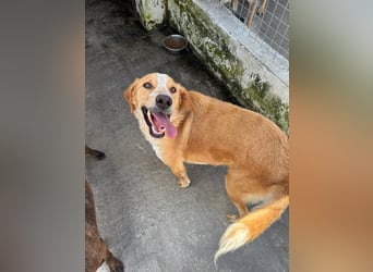 Super fröhlicher Mischlingsrüde SMILE sucht ein Zuhause!