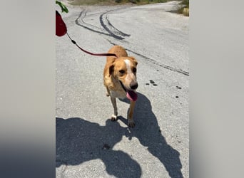 Super fröhlicher Mischlingsrüde SMILE sucht ein Zuhause!