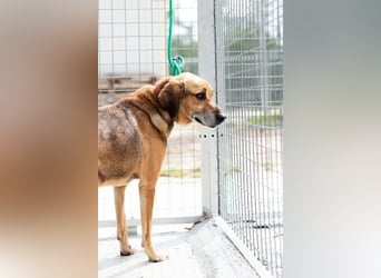 Sanfter und anhänglicher Rüde DIRK sucht eine Familie