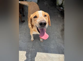 Super fröhlicher Mischlingsrüde SMILE sucht ein Zuhause!