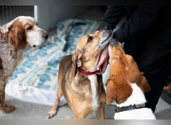 Sanfter und anhänglicher Rüde DIRK sucht eine Familie