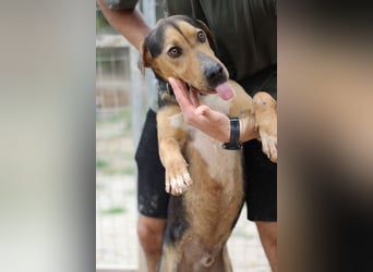 Treue Seele und klasse Junghund BUDDY sucht eine Familie