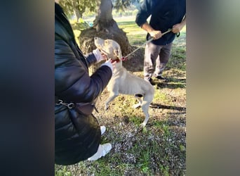 Der ruhige und schöne mit den unglaublich blauen Augen SKY sucht ein Zuhause