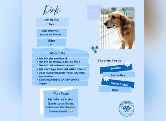 Sanfter und anhänglicher Rüde DIRK sucht eine Familie