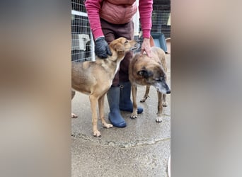 Sanfter und anhänglicher Rüde DIRK sucht eine Familie