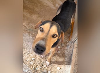 Treue Seele und klasse Junghund BUDDY sucht eine Familie