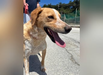 Super fröhlicher Mischlingsrüde SMILE sucht ein Zuhause!
