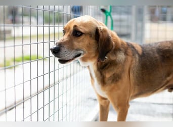 Sanfter und anhänglicher Rüde DIRK sucht eine Familie