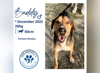 Treue Seele und klasse Junghund BUDDY sucht eine Familie
