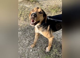 Treue Seele und klasse Junghund BUDDY sucht eine Familie