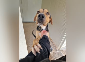 Treue Seele und klasse Junghund BUDDY sucht eine Familie