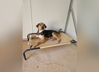 Treue Seele und klasse Junghund BUDDY sucht eine Familie