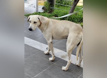 Der ruhige und schöne mit den unglaublich blauen Augen SKY sucht ein Zuhause
