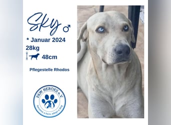 Der ruhige und schöne mit den unglaublich blauen Augen SKY sucht ein Zuhause