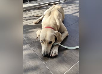 Der ruhige und schöne mit den unglaublich blauen Augen SKY sucht ein Zuhause