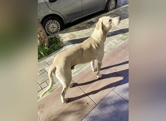 Der ruhige und schöne mit den unglaublich blauen Augen SKY sucht ein Zuhause