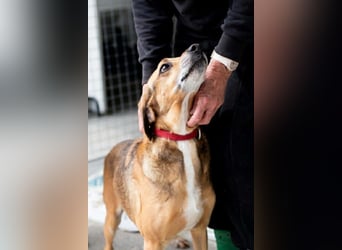 Sanfter und anhänglicher Rüde DIRK sucht eine Familie