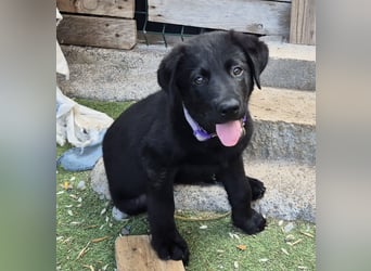 Balu