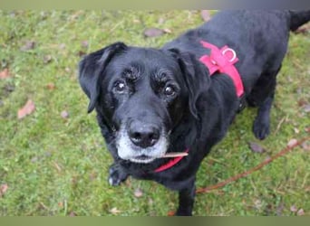 Apollo, Labrador, geb. 2015, für ihn suchen wir Menschen mit Herz, Geduld und einem gemütlichen Lebe