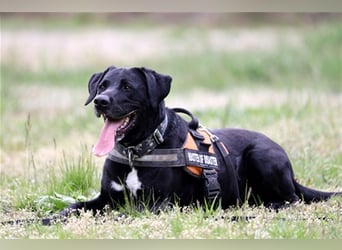 Buddy, sucht erfahrene Hundehalter