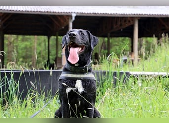 Buddy, sucht erfahrene Hundehalter