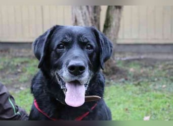 Apollo, Labrador, geb. 2015, für ihn suchen wir Menschen mit Herz, Geduld und einem gemütlichen Lebe