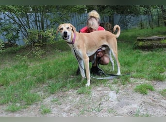 Klaas Knopf, Labrador-Kangal-Mix, geb. 2024