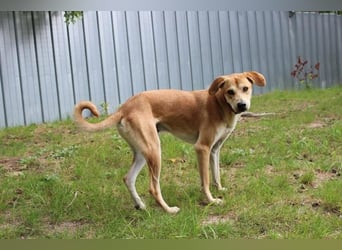 Klaas Knopf, Labrador-Kangal-Mix, geb. 2024