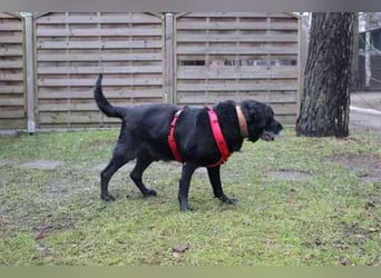 Apollo, Labrador, geb. 2015, für ihn suchen wir Menschen mit Herz, Geduld und einem gemütlichen Lebe