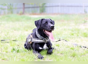 Buddy, sucht erfahrene Hundehalter