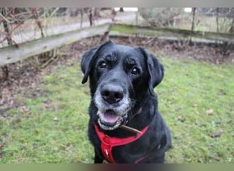 Apollo, Labrador, geb. 2015, für ihn suchen wir Menschen mit Herz, Geduld und einem gemütlichen Lebe