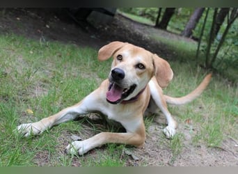 Klaas Knopf, Labrador-Kangal-Mix, geb. 2024